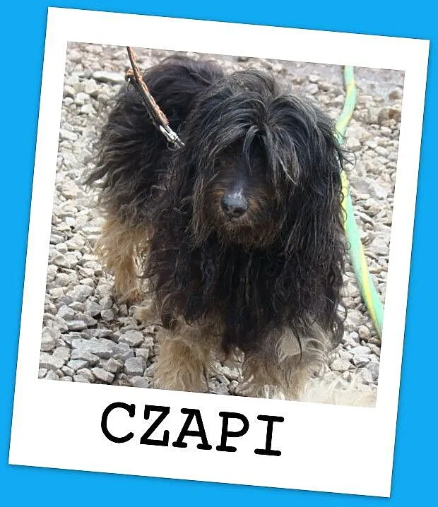 CZAPI PON mix,średni, przyjazny kudłacz,wesoły,tow