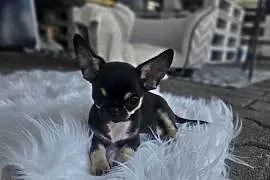 Mini dziewczynka chihuahua 11 tyg