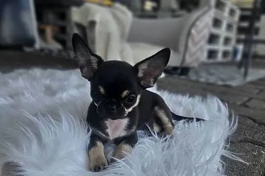 Mini dziewczynka chihuahua 11 tyg, Dolnośląskie, Wrocław