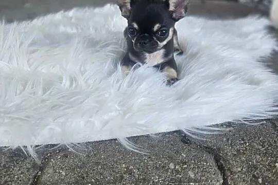 Mini dziewczynka chihuahua 11 tyg, Dolnośląskie, Wrocław