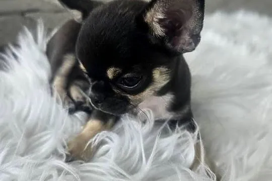 Mini dziewczynka chihuahua 11 tyg, Dolnośląskie, Wrocław