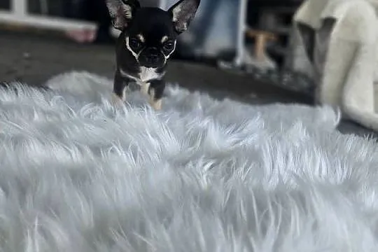 Mini dziewczynka chihuahua 11 tyg, Dolnośląskie, Wrocław