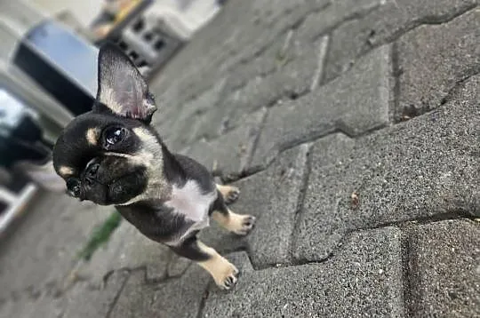 Mini dziewczynka chihuahua 11 tyg, Dolnośląskie, Wrocław