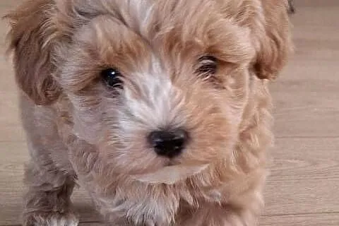 Maltipoo 10tyg.gotowe do nowego domu.inteligencja Pudla urok Maltańczyka