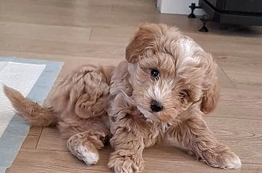 Maltipoo 10tyg.gotowe do nowego domu.inteligencja Pudla urok Maltańczyka, Łódzkie, Łowicz