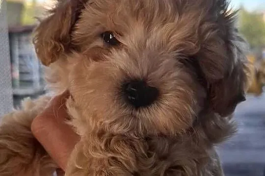 Maltipoo 10tyg.gotowe do nowego domu.inteligencja Pudla urok Maltańczyka, Łódzkie, Łowicz