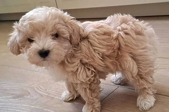 Maltipoo 10tyg.gotowe do nowego domu.inteligencja Pudla urok Maltańczyka, Łódzkie, Łowicz