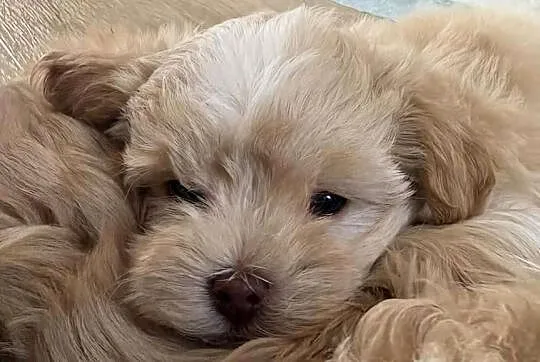 Maltipoo 10tyg.gotowe do nowego domu.inteligencja Pudla urok Maltańczyka, Łódzkie, Łowicz