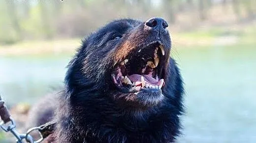 Czy Princ mix husky znajdzie dom u Ciebie? , śląs