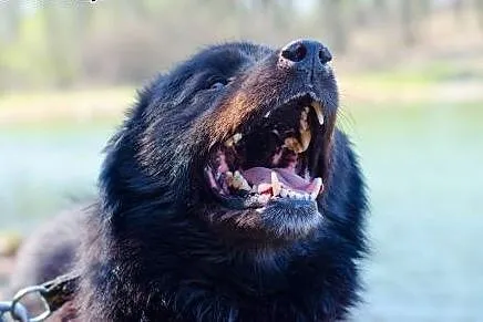 Czy Princ mix husky znajdzie dom u Ciebie? ,  śląs