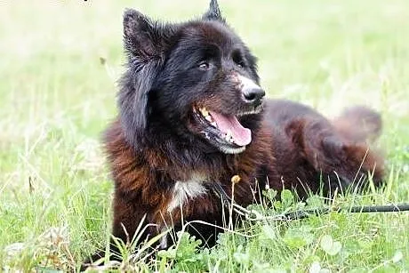Czy Princ mix husky znajdzie dom u Ciebie? ,  śląs