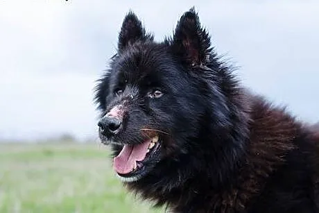 Czy Princ mix husky znajdzie dom u Ciebie? ,  śląs