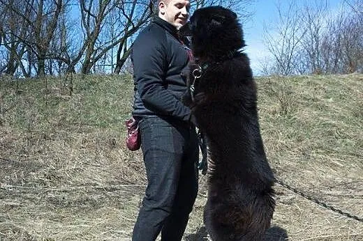Czy Princ mix husky znajdzie dom u Ciebie? ,  śląs