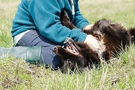 Czy Princ mix husky znajdzie dom u Ciebie? ,  śląs