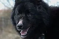 Czy Princ mix husky znajdzie dom u Ciebie? ,  śląs