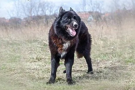 Czy Princ mix husky znajdzie dom u Ciebie? ,  śląs