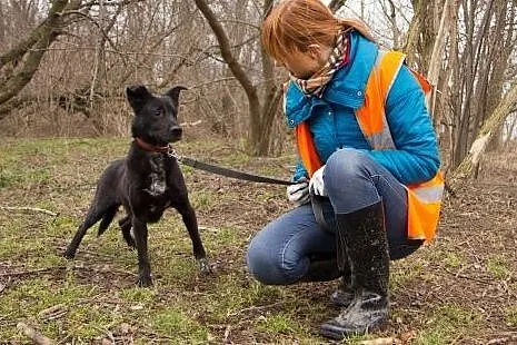 Roger - ciekawski i lękliwy schroniskowy weteran s