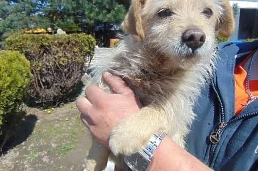Szila - mała sunia w schronisku wraz z jej szczeniakami do adopcji,  śląskie Katowice