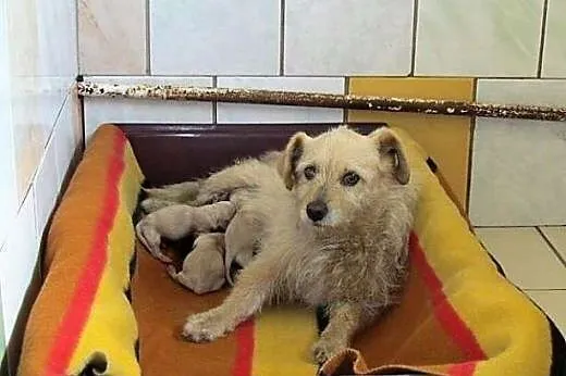 Szila - mała sunia w schronisku wraz z jej szczeni