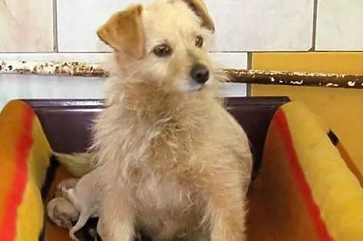 Szila - mała sunia w schronisku wraz z jej szczeni