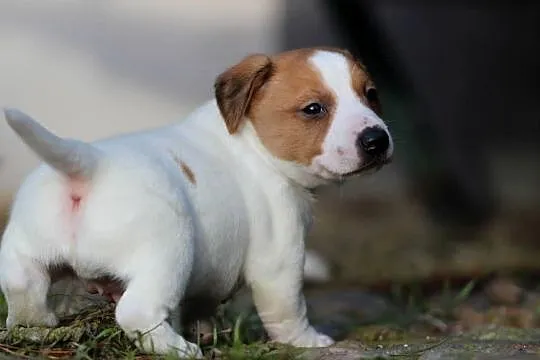 Piesek Jack Russell Terrier krótkowłosy