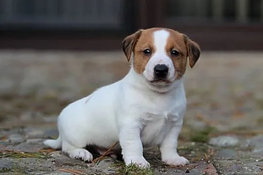 Piesek Jack Russell Terrier krótkowłosy, Małopolskie, Delastowice