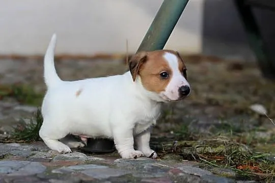 Piesek Jack Russell Terrier krótkowłosy, Małopolskie, Delastowice