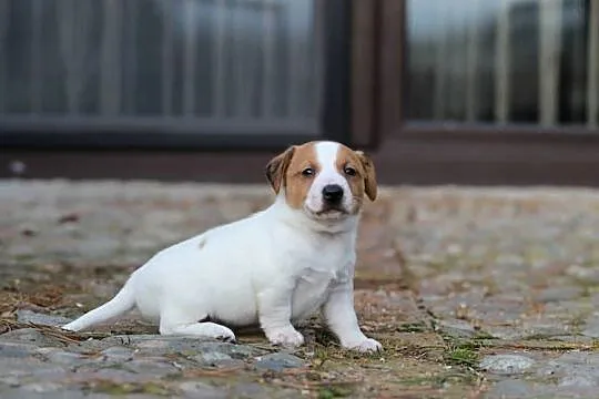 Piesek Jack Russell Terrier krótkowłosy, Małopolskie, Delastowice