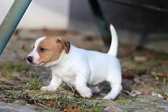 Piesek Jack Russell Terrier krótkowłosy, Małopolskie, Delastowice