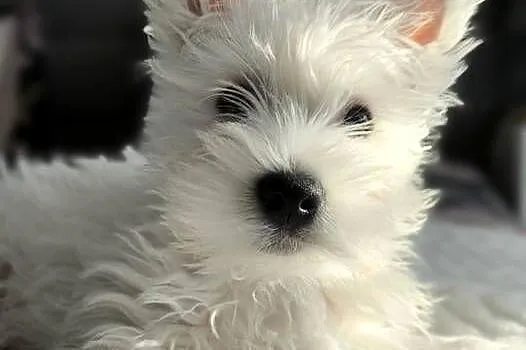 West Highland white terrier