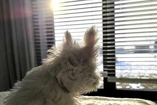 West Highland white terrier, Łódzkie, Brzeziny