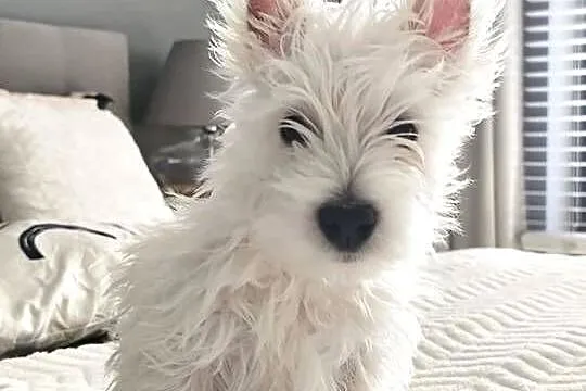 West Highland white terrier, Łódzkie, Brzeziny