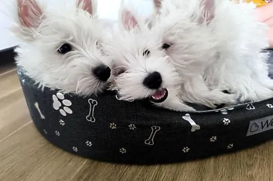 West Highland white terrier, Łódzkie, Brzeziny