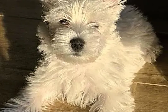 West Highland white terrier, Łódzkie, Brzeziny