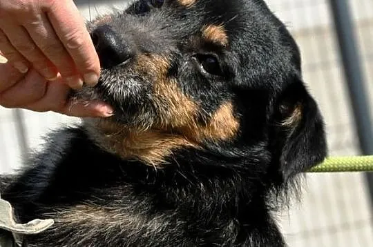 BORSUK-kochany, wesoły, uśmiechnięty psiak prosi o odm, adopcja, Małopolskie, Kraków