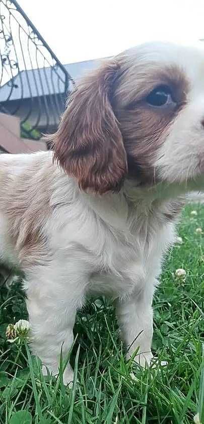 Piesek Cavalier King Carles Spaniel blenhein, Śląskie, Katowice