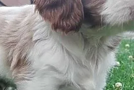 Piesek Cavalier King Carles Spaniel blenhein