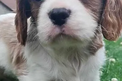 Piesek Cavalier King Carles Spaniel blenhein, Śląskie, Katowice