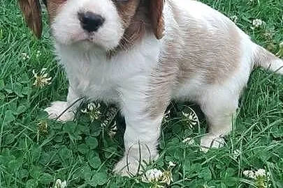 Piesek Cavalier King Carles Spaniel blenhein, Śląskie, Katowice
