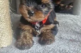 Śliczne yorki do rezerwacji . :)