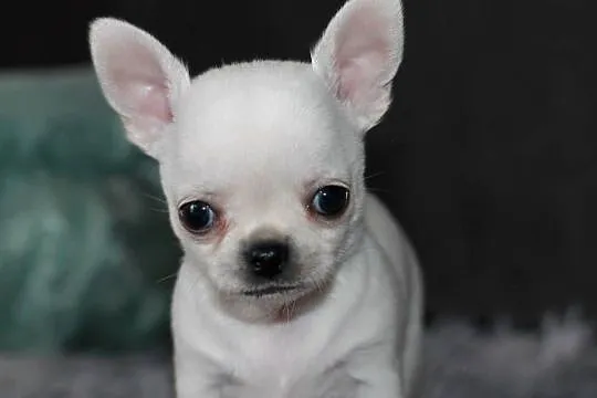 Gucci chihuahua ZKwP FCI prawdziwy rodowód!