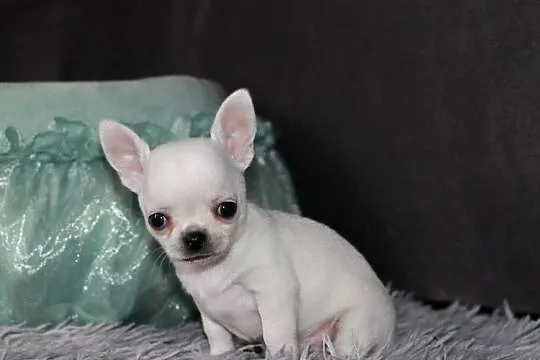Gucci chihuahua ZKwP FCI prawdziwy rodowód!, Zachodniopomorskie, Świnoujście