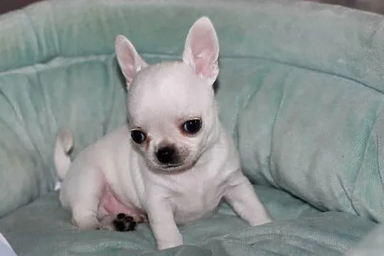 Gucci chihuahua ZKwP FCI prawdziwy rodowód!, Zachodniopomorskie, Świnoujście
