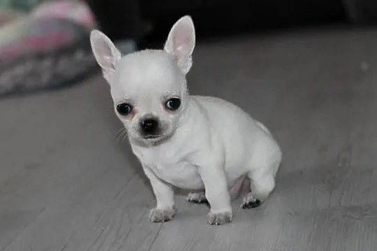 Gucci chihuahua ZKwP FCI prawdziwy rodowód!, Zachodniopomorskie, Świnoujście