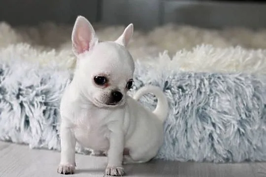 Gucci chihuahua ZKwP FCI prawdziwy rodowód!, Zachodniopomorskie, Świnoujście