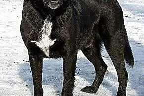 Karbon w typie labradora do adopcji,  mazowieckie Warszawa