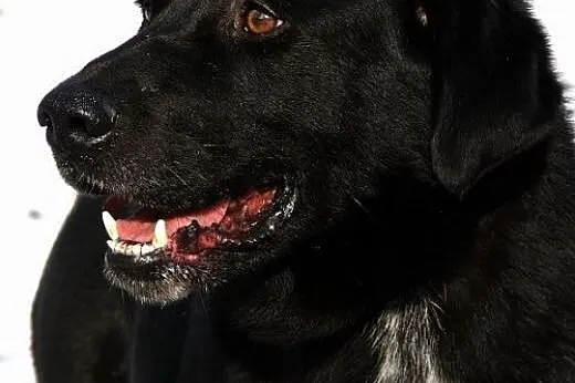 Karbon w typie labradora do adopcji,  mazowieckie 