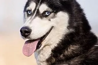 HEBE- młoda i przyjazna suczka husky do adopcji,  dolnośląskie Wrocław