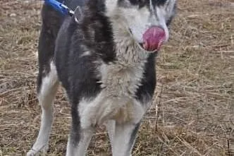 HEBE- młoda i przyjazna suczka husky do adopcji,  