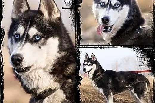 HEBE- młoda i przyjazna suczka husky do adopcji,  